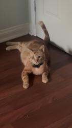 Lost Male Cat last seen san jacinto st and azalea ave, Fountain Valley, CA 92708