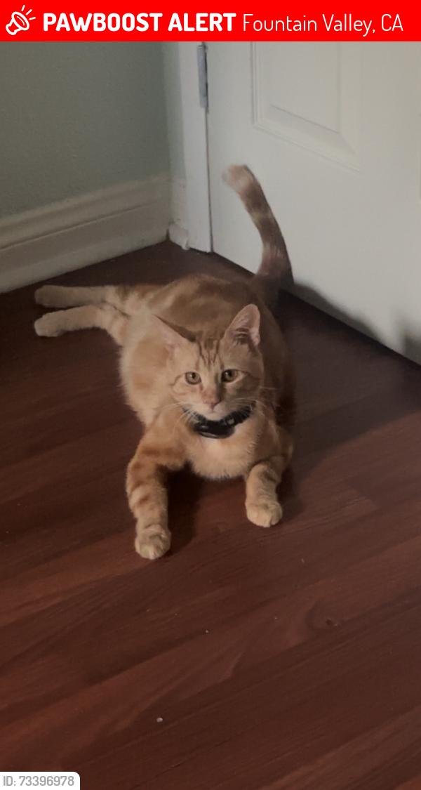 Lost Male Cat last seen san jacinto st and azalea ave, Fountain Valley, CA 92708