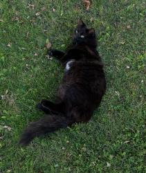 Found/Stray Female Cat last seen Sveinson st., Selkirk, MB 