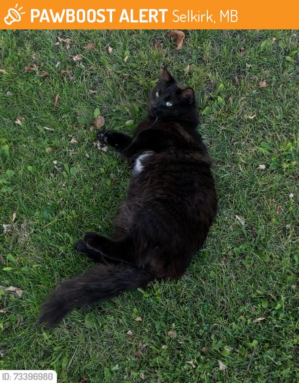 Found/Stray Female Cat last seen Sveinson st., Selkirk, MB 