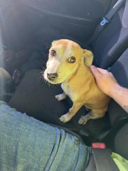 Found/Stray Male Dog last seen Near N Hulbert Ave, Fresno, Fresno, CA 93728