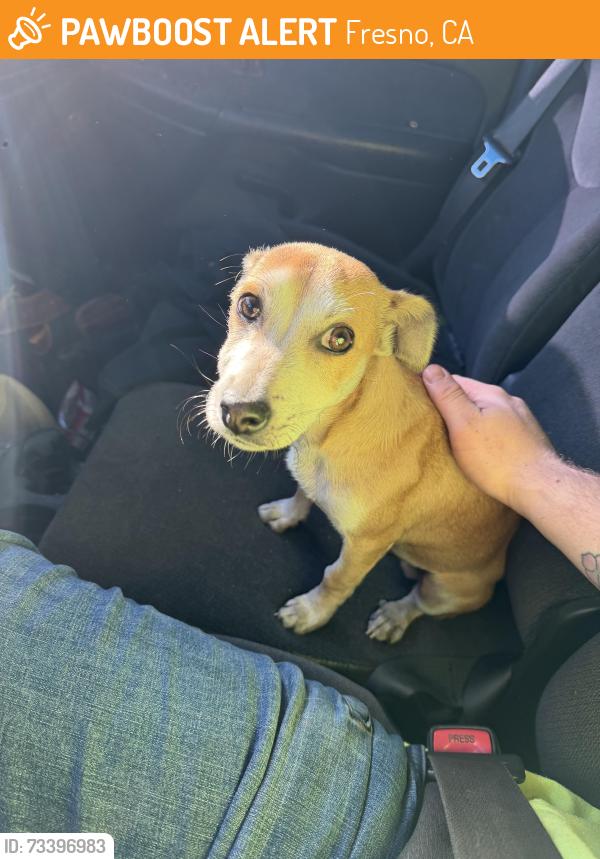 Found/Stray Male Dog last seen Near N Hulbert Ave, Fresno, Fresno, CA 93728
