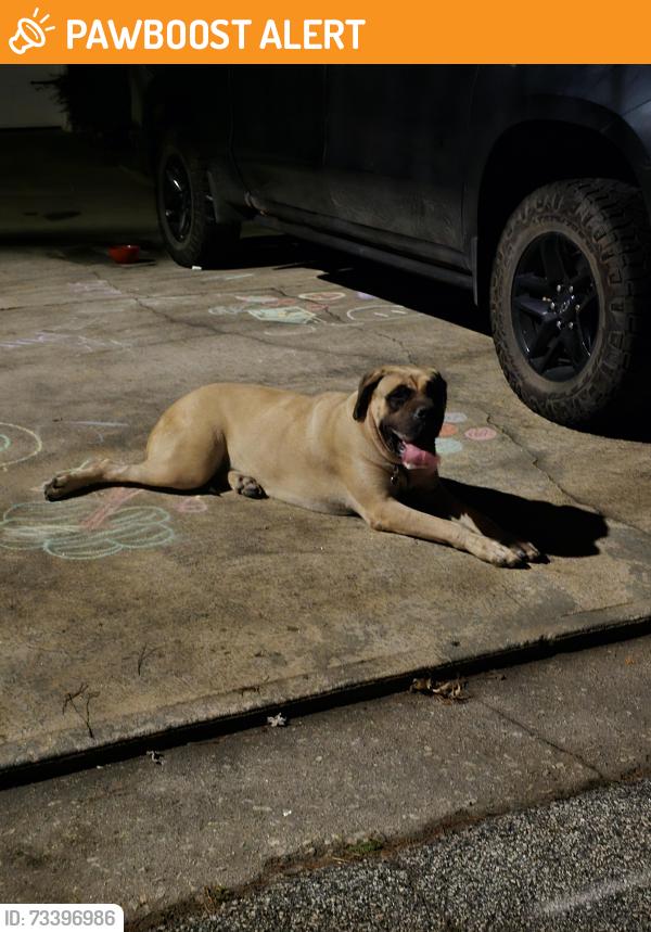 Found/Stray Unknown Dog last seen Chandler road and harbor bay drive, Gwinnett County, GA 30045