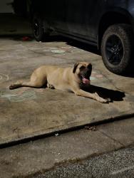 Found/Stray Unknown Dog last seen Chandler road and harbor bay drive, Gwinnett County, GA 30045