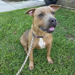 Found/Stray Male Dog last seen Near South St, Long Beach, CA 90805, Long Beach, CA 90805