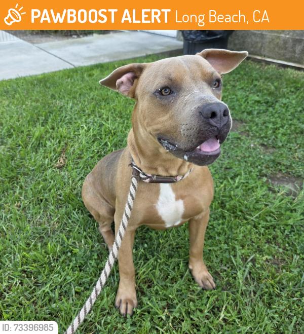 Found/Stray Male Dog last seen Near South St, Long Beach, CA 90805, Long Beach, CA 90805