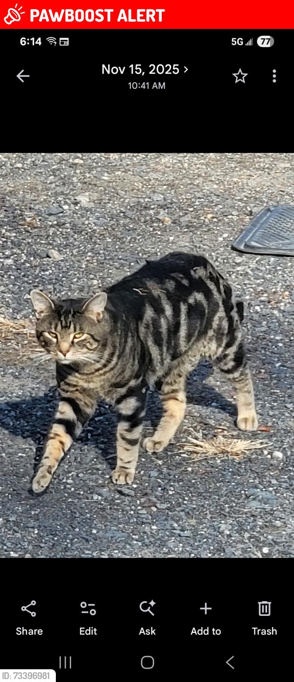 Lost Male Cat last seen Near Lehigh Street, Schuylkill Township, PA 18252