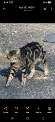 Lost Male Cat last seen Near Lehigh Street, Schuylkill Township, PA 18252