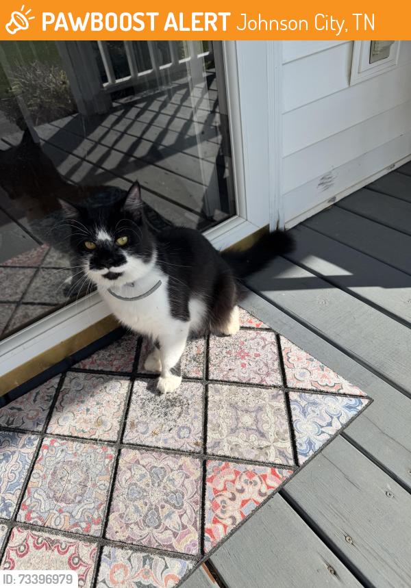 Found/Stray Unknown Cat last seen Near Walgreens on Carol Creek and North Roan, Johnson City, TN 37601