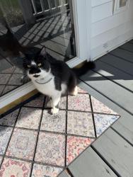 Found/Stray Unknown Cat last seen Near Walgreens on Carol Creek and North Roan, Johnson City, TN 37601