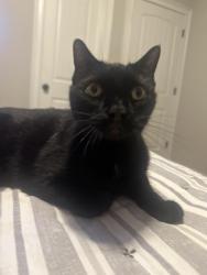 Found/Stray Female Cat last seen Smith creek way, Granville County, NC 27587
