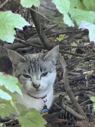 Found/Stray Unknown Cat last seen Greenlake near wading pool, Seattle, WA 98103