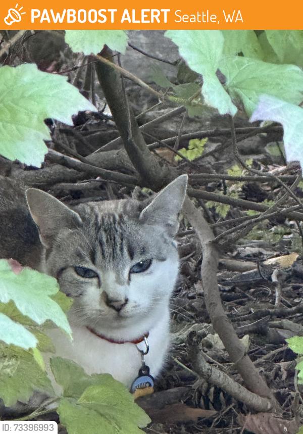Found/Stray Unknown Cat last seen Greenlake near wading pool, Seattle, WA 98103
