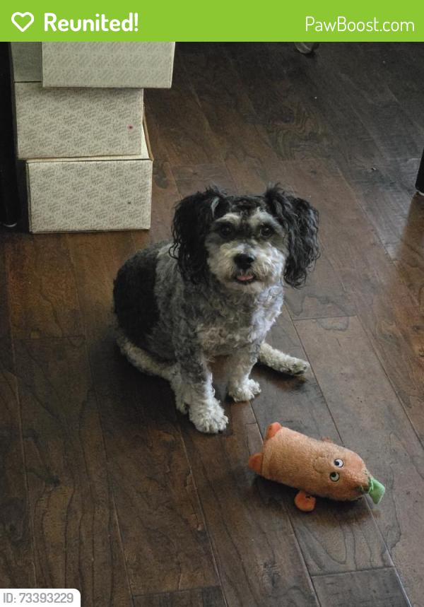 Reunited Male Dog last seen Near Coke Ave, Lakewood, CA 90712, USA, Lakewood, CA 90712