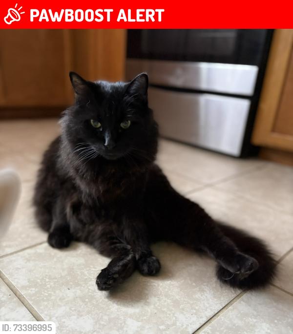 Lost Male Cat last seen 157th sw and 52nd, Snohomish County, WA 98026