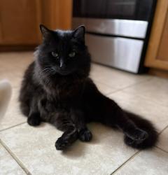Lost Male Cat last seen 157th sw and 52nd, Snohomish County, WA 98026