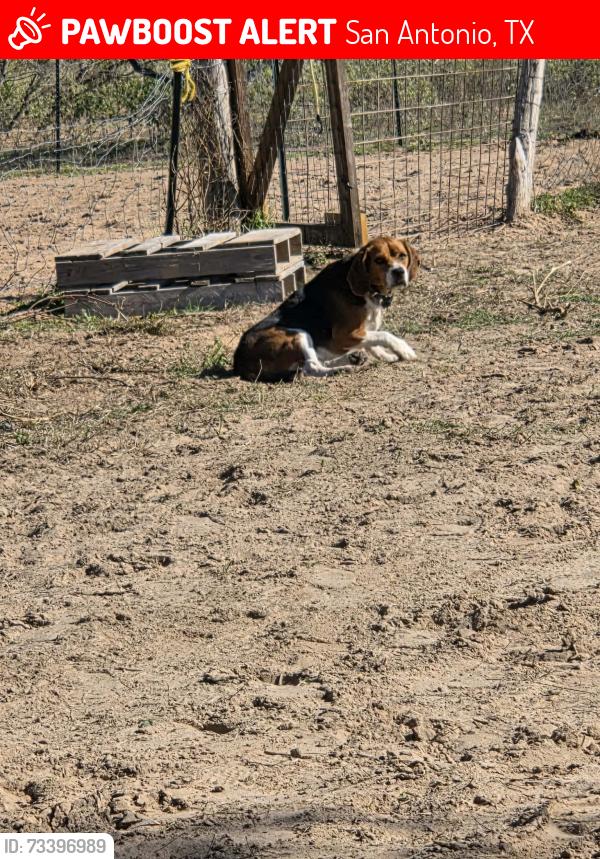 Lost Male Dog last seen S Jett Rd & 1604, San Antonio, TX 78264