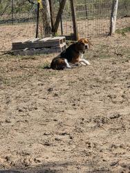 Lost Male Dog last seen S Jett Rd & 1604, San Antonio, TX 78264