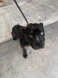 Shelter Stray Male Dog last seen Near BLOCK SW 248TH ST, 3599 NW 79th Ave, Doral, FL 33122, USA