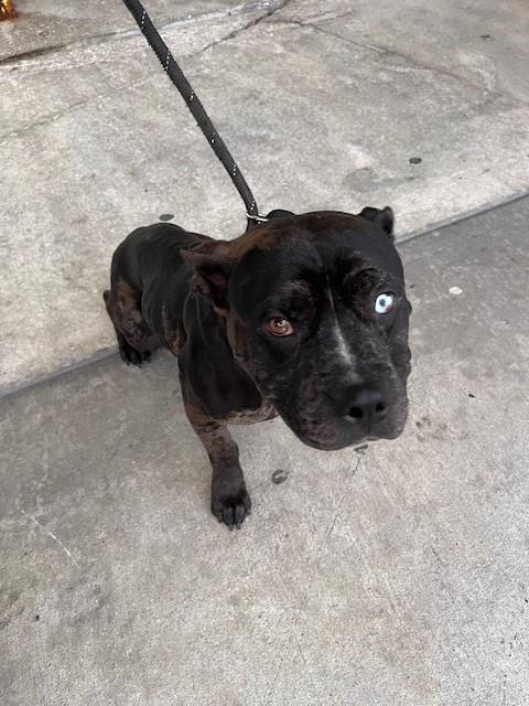Shelter Stray Male Dog last seen Near BLOCK SW 248TH ST, 3599 NW 79th Ave, Doral, FL 33122, USA