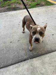 Shelter Stray Male Dog last seen Near BLOCK SW 248TH ST, 3599 NW 79th Ave, Doral, FL 33122, USA