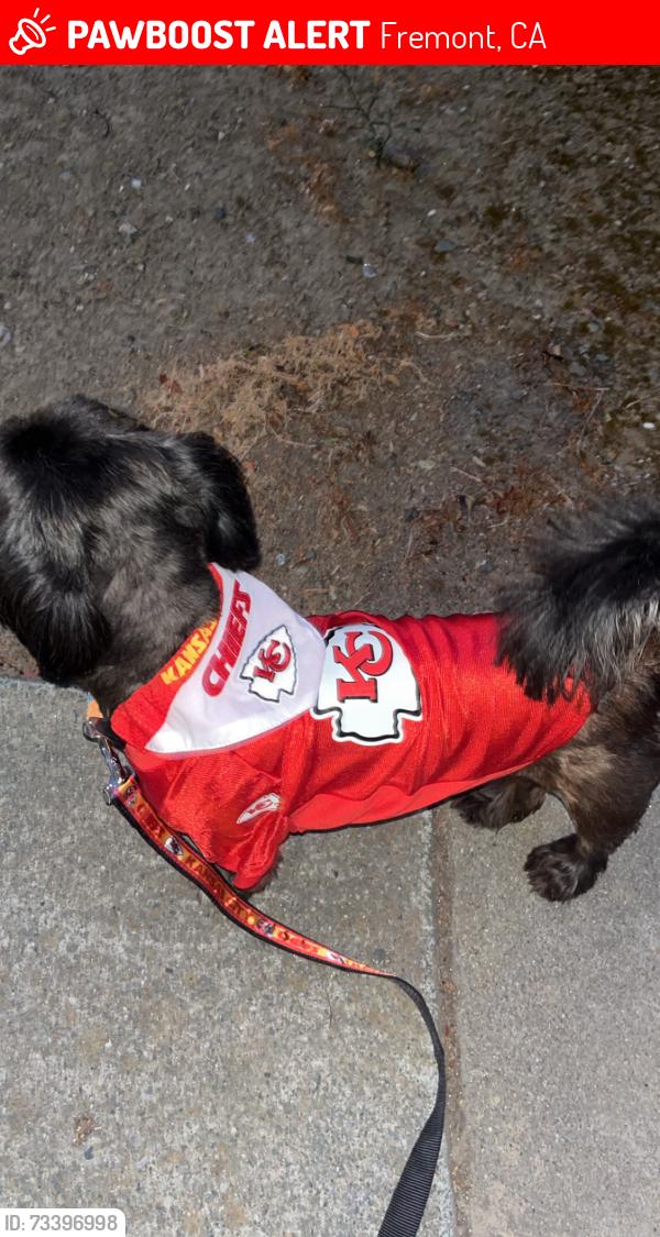 Lost Male Dog last seen Fremont Blvd and Central, Fremont, CA 94538