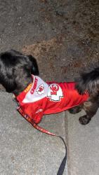 Lost Male Dog last seen Fremont Blvd and Central, Fremont, CA 94538