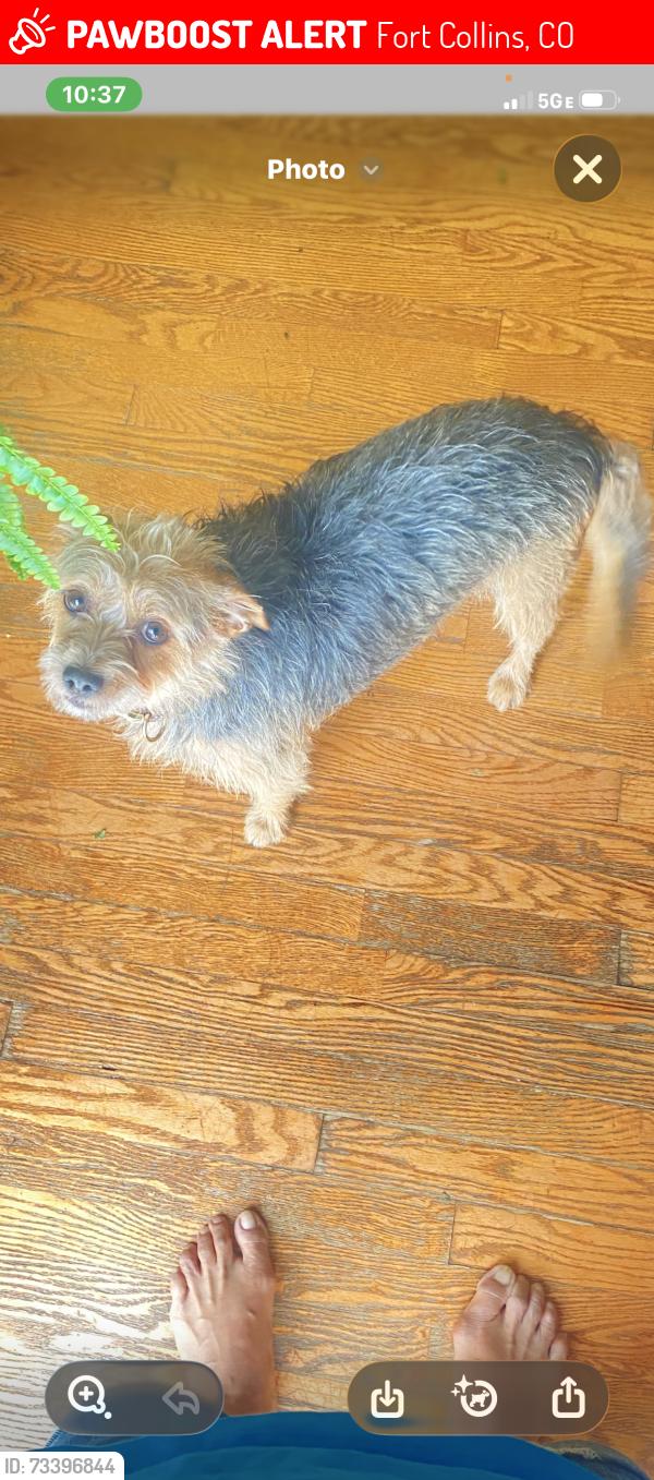 Lost Male Dog last seen Wheelhouse way and Kechter Rd, Fort Collins, CO 80528