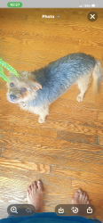 Lost Male Dog last seen Wheelhouse way and Kechter Rd, Fort Collins, CO 80528