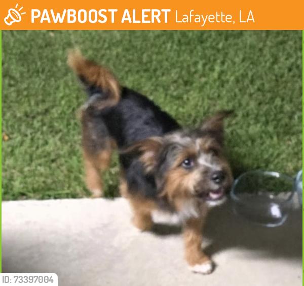 Found/Stray Male Dog last seen Palms Drive Lafayette, Lafayette, LA 70503