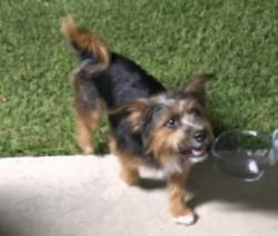 Found/Stray Male Dog last seen Palms Drive Lafayette, Lafayette, LA 70503