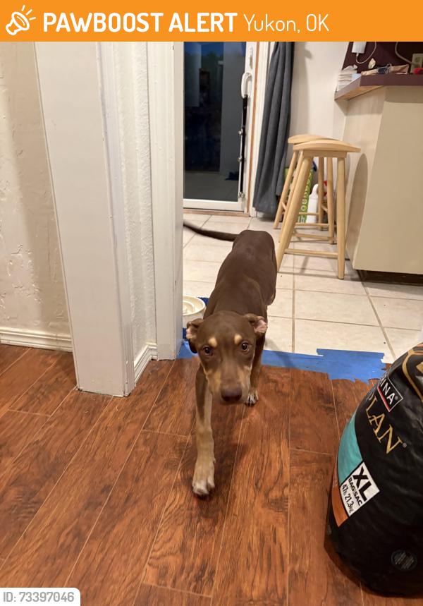 Found/Stray Female Dog last seen Route 66 and frisco road, Yukon, OK 73099