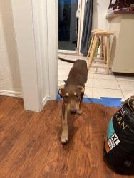 Found/Stray Female Dog last seen Route 66 and frisco road, Yukon, OK 73099