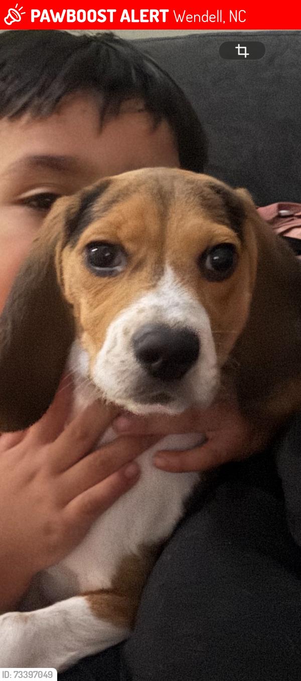 Lost Male Dog last seen Near S Titus ln, Wendell, NC 27591