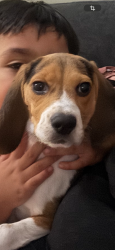 Lost Male Dog last seen Near S Titus ln, Wendell, NC 27591