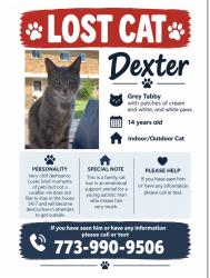 Reunited Male Cat last seen 80th Street, Kenosha, WI 53142