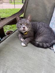 Reunited Male Cat last seen Bayard street, Pittsburgh, PA 15213