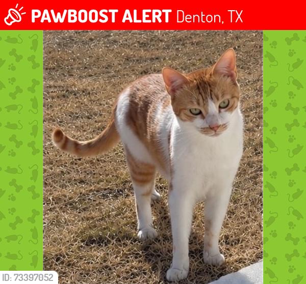 Lost Male Cat last seen Toucan Drive, Eagle Creek Community, Denton, TX 76205