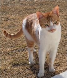 Lost Male Cat last seen Toucan Drive, Eagle Creek Community, Denton, TX 76205