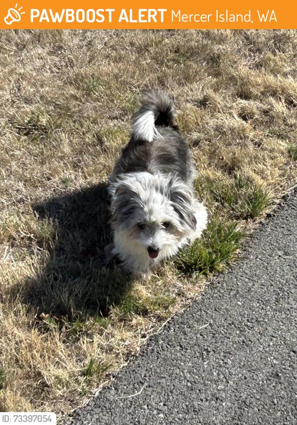 Found/Stray Female Dog last seen Pioneer Park near QFC, Mercer Island, WA 98040