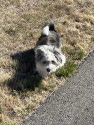Found/Stray Female Dog last seen Pioneer Park near QFC, Mercer Island, WA 98040