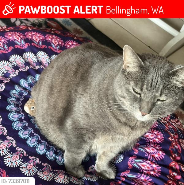 Lost Female Cat last seen Redwood & alderwood, Bellingham, WA 98225