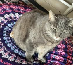 Lost Female Cat last seen Redwood & alderwood, Bellingham, WA 98225
