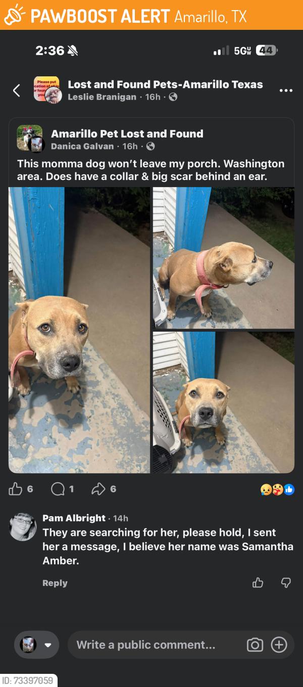 Found/Stray Female Dog last seen Dairy Queen, Amarillo, TX 79110