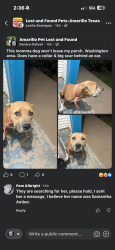 Found/Stray Female Dog last seen Dairy Queen, Amarillo, TX 79110