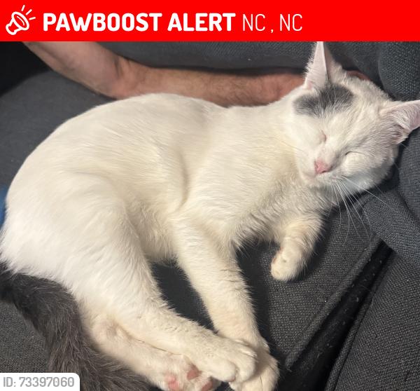 Lost Female Cat last seen Christmas Light Road Area, NC 42, NC 27597