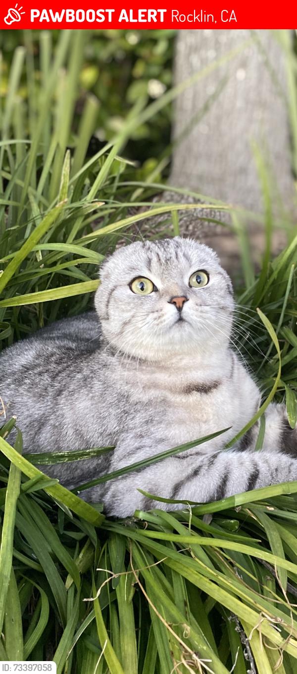 Lost Male Cat last seen chesterfield ct, Rocklin, CA 95765