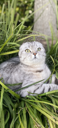 Lost Male Cat last seen chesterfield ct, Rocklin, CA 95765