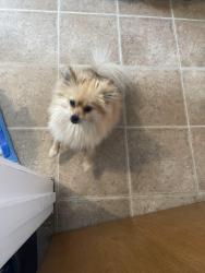Found/Stray Female Dog last seen Brookvale dr, Modesto, CA 95354