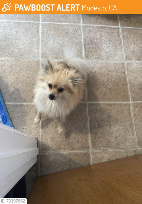 Found/Stray Female Dog last seen Brookvale dr, Modesto, CA 95354